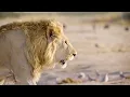 Download Lagu One Hour Of Your Favourite BBC Earth Moments | BBC Earth
