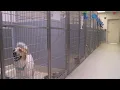 Norfolk Animal Care Center offering discounted adoption fees