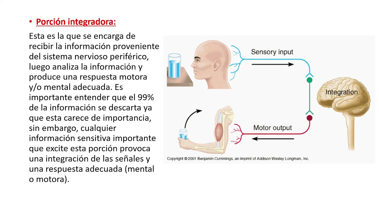 organización funcional del sistema nervioso, funciones básicas de sinapsis- Capitulo 46- Guyton