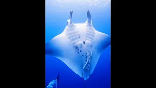 الشيخ محمد محمود الطبلاوي لا يستوي أصحاب النار وأصحاب الجنة سورة الحشر 