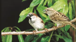 صوت عصافير الدوري   غزل وشجن                         دندنها