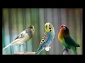 Lagu SUARA KICAU - Lovebird,Kenari Dan Parkit Cocok Untuk Masteran Burung Lomba