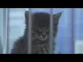 Adopting or fostering kittens from Austin Animal Center FOX 7 Austin