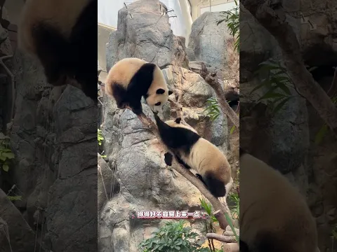10.12加加在樹上蹦出殘影，看呆得得! 沒想到初見加加就這麼活潑，一直玩樹。樹葉沒抓到以後得得也來了，加加就開始蹦樹了哈哈，不過還是被弟弟給拉下來了!小樹好堅強！ #大熊貓加加得得 #大熊