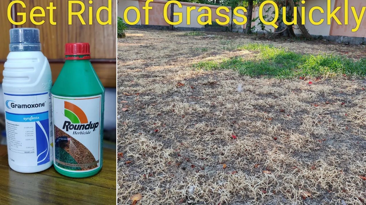 The Best Weed Killer - Before and After