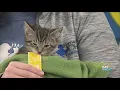 Kitten Shale benefits from community s Giving Tuesday donations Good Day on WTOL 11