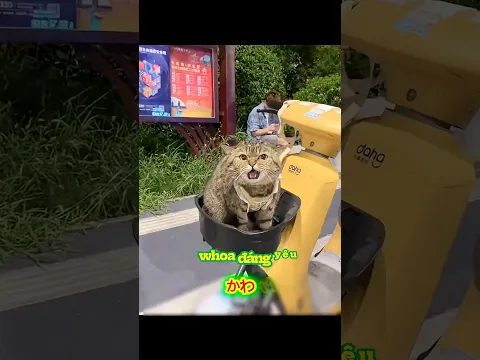 Mượn mòe