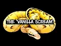 The Vanilla Scream Ball Python