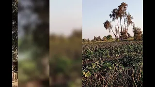 كان زمان كان في محبه كان في حنان كان زمان بينا الموده قولي فين هيا انهاردة شفيقة 