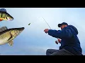 Lagu Fantastic lure fishing for big perch and zander