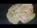 STRAIN REVIEW HAWAIIAN COOKIES BY AREA 51