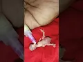Download Lagu 1 day old budgies parrot chick hand feed