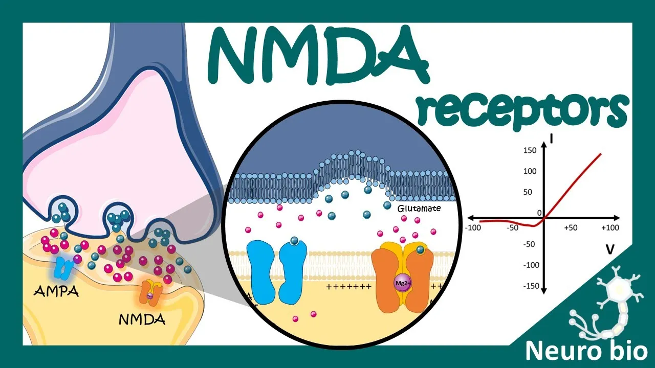 NMDA receptors \| How do NMDA receptors work? What happens when you block NMDA receptors? NMDA in LTP