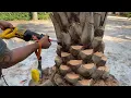 Download Lagu Diamond Cutting a Pindo Palm/Large Pindo Palm/Large Palms and Trees/The Tree Planters