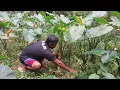 Download Lagu Berkebun, Ngecek rumput yang di semprot herbisida, bersihin    Talas untuk proyek Ketahanan pangan