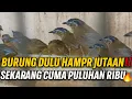 Download Lagu MENYEDIHKAN NASIB BURUNG INI ‼️ DULU HAMPIR JUTAAN SEKARANG CUMA PULUHAN RIBU 