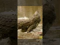 Download Lagu Bowhunting The World Record Crocodile 🤯 |BEAST BROADHEADS| #slowmotion #wildlife #archery #slomo