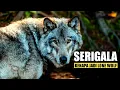 Download Lagu Hidup Seperti Seekor Serigala | Dokumenter Singkat 