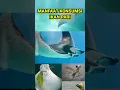 Download Lagu TAK BANYAK YANG TAU, inilah manfaat ikan pari