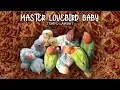 Download Lagu Master Lovebird Baby, Tempo Lambat cocok untuk Lovebird Baby