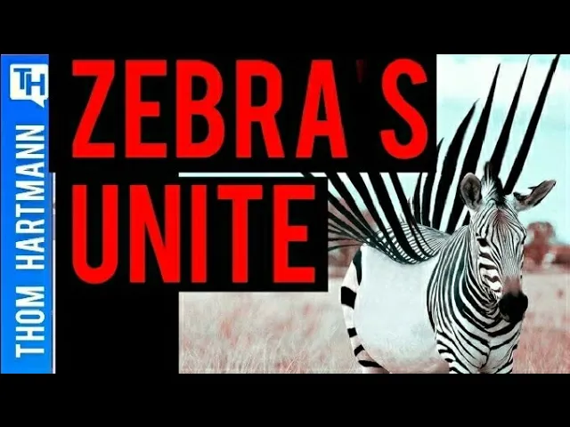 How a Zebra could Rise from a Unicorn’s Fall (w/ Mara Zapeda)