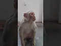 Download Lagu Manki | Bandar se baat | monkey voice | funny monkey comedy video | monkey tiktok🐒 #shorts #tiktok