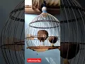 Download Lagu suara pikat betina ayam hutan hijau