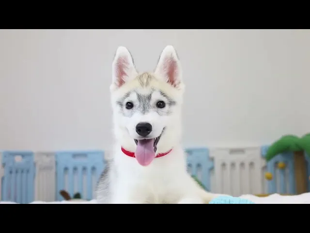 動画