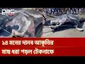 ১৪ মনের দানব আকৃতির মাছ ধরা পড়ল টেকনাফে | DBC NEWS