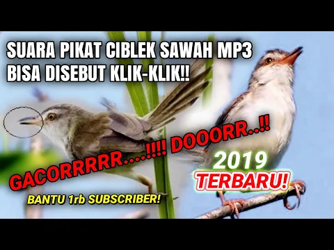 Download MP3 SUARA PIKAT BURUNG KLIK KLIK MP3 TERBARU 2019 PRENJAK SAWAH, PRENJAK ALANG-ALANG GACORRR..!!