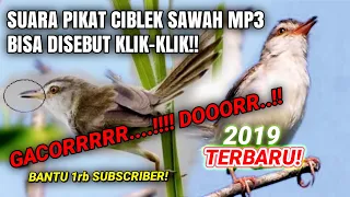 suara pikat burung klik klik mp3 terbaru 2019 prenjak sawah prenjak alang alang gacorrr 