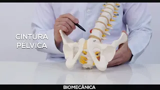 Cintura pélvica