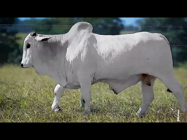 Touro Nelore FDY - 126