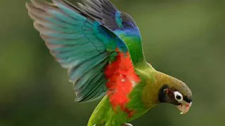 أبو رياح يازين 