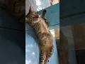 Download Lagu Mino si kucing Garong gemoy #catlover #cat #kucing #catvideos #shorts #short #funny