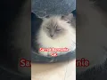 Lagu Beauty of a Sacred Bermanie Cat #shorts #highlights #youtubeshorts #trending #viral #shortvideo
