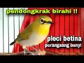 Lagu Pleci Betina Memanggil Jantan || Pleci Betina Birahi Perangsang Bunyi