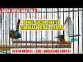 Download Lagu KOLIBRI WULUNG GACOR FIGHTER❗COCOK UNTUK PANCINGAN \u0026 MASTERAN❗