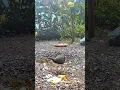Download Lagu White-Breasted Waterhen Bird Sound 🐧🐧 #birds
