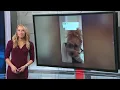 Exclusive Interview with Noodles the Pooch