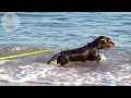 DOG TV: Video Anxiety Relief All-Day for Dogs While You’re Away Home - Best Collection Music for Dog