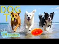 Download Lagu DOG TV: Video Anxiety Relief All-Day for Dogs While You’re Away Home - Best Collection Music for Dog