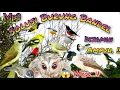 Download Lagu Suara Pikat Burcil Ribut Solusi Burung Bandel
