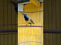 Download Lagu suara burung sogon ngalas #pancingansogokotong #pikatsogokontong #shorts