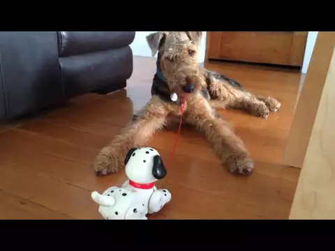 Download MP3 Airedale Terrier v. fisherprice puppy!