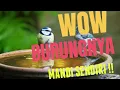 Download Lagu cak kinoi mandi