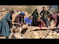 Lagu Doora nomads preparing for the cold winter / Resilience of mountain people