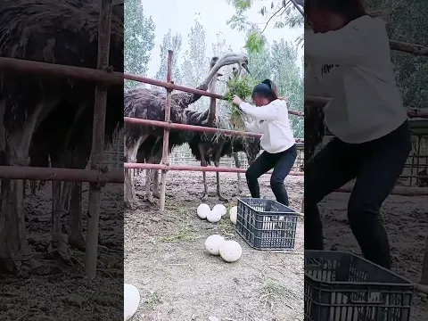 #funny #鸵鸟蛋 #animals