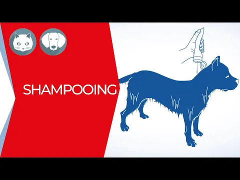 Comment faire un shampooing à votre animal ? | Clément Thékan