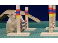 Download Tiny Dwarf Hamster Agility Course - Dumptruck Vs Porkchop mp4 3gp mp3 videos - waplic